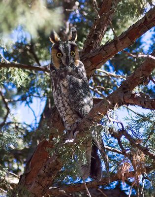 Long-eared Owl