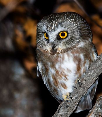 Northern Saw-whet Owl