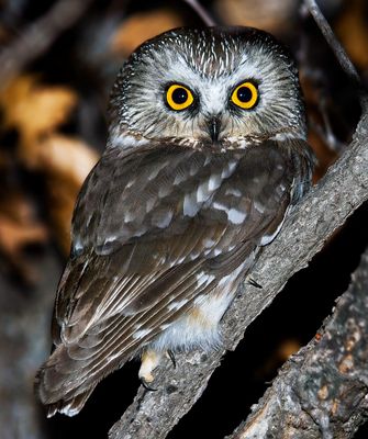 Northern Saw-whet Owl