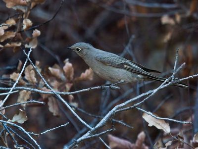 Townsend's Solitaire