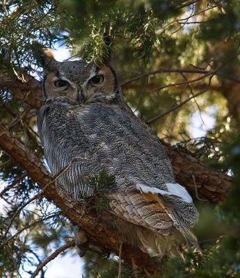 Great Horned Owl