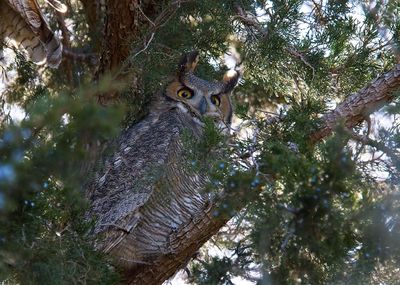 Great Horned Owl