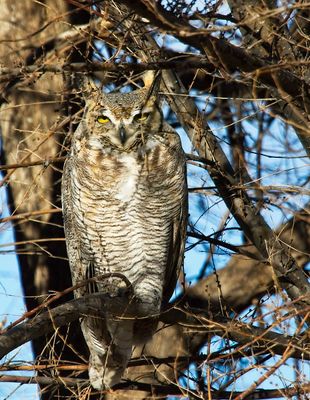 Great Horned Owl