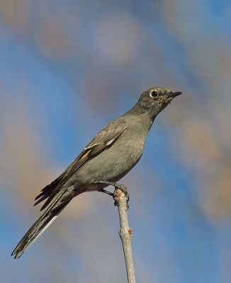 Townsend's Solitaire
