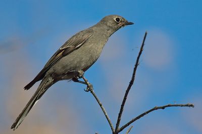 Townsend's Solitaire
