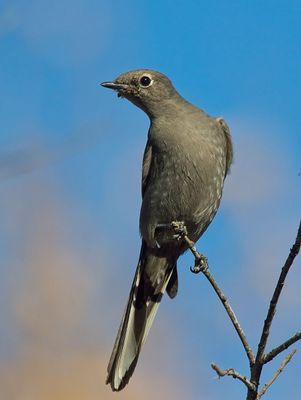 Townsend's Solitaire