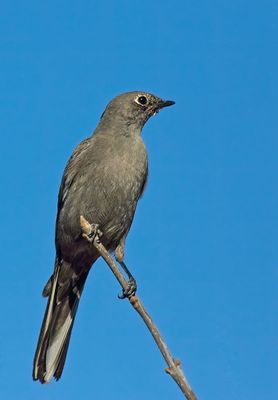 Townsend's Solitaire