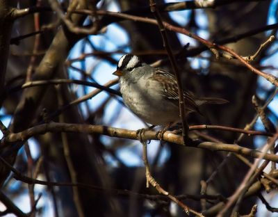 White-crowned Sparrow