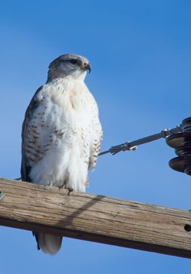 Ferruginous Hawk