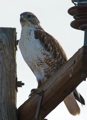 Ferruginous Hawk