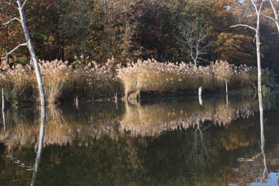 Dripping Springs Lake