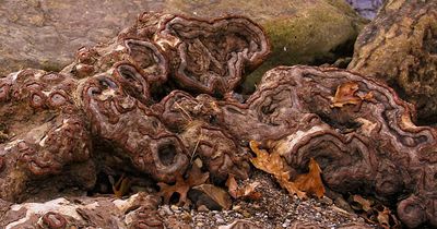 Sycamore roots