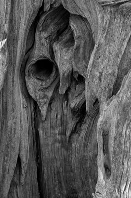 Old Man in the Tree