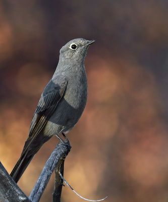 Townsend's Solitaire
