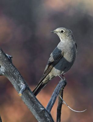Thrushes