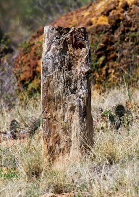 Petrified Log