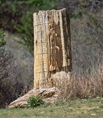 Petrified Log