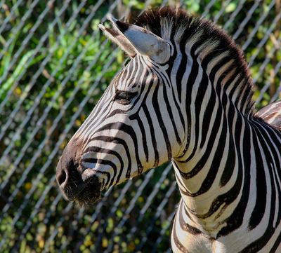 Zoo Life