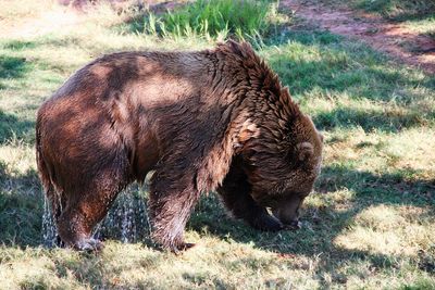 Grizzley Bear