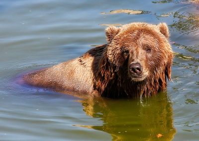 Grizzley Bear