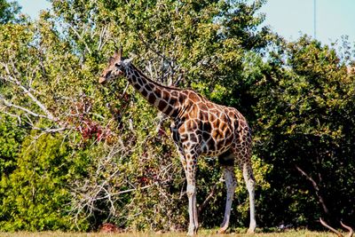 Giraffe