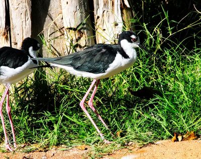 Black-necked Stilt