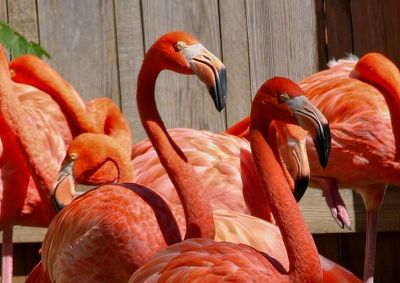 Flamingo
