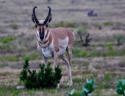 Pronghorn Antelope