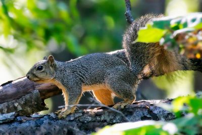 Eastern Fox Squirrel