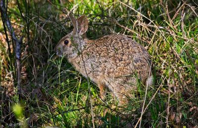 Eastern Cottontail