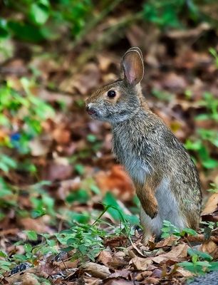 Eastern Cottontail
