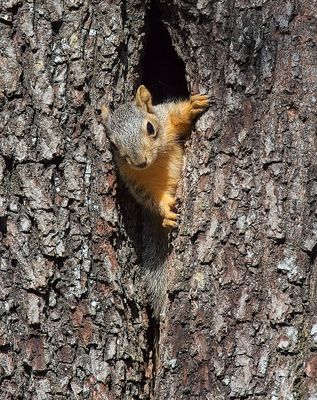 Eastern Fox Squirrel