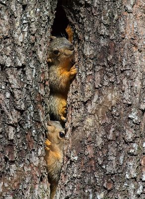 Eastern Fox Squirrel