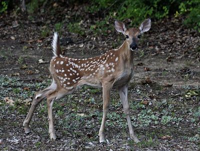 White-tailed Deer fawn