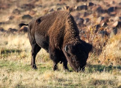 American Bison