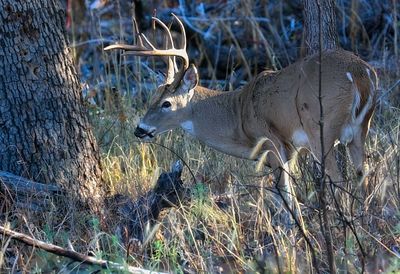 White-tailed Deer