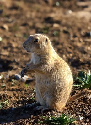 Black-tailed Prairie Dog