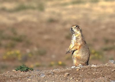Black-tailed Prairie Dog