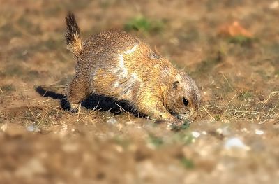 Black-tailed Prairie Dog