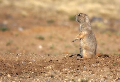 Black-tailed Prairie Dog