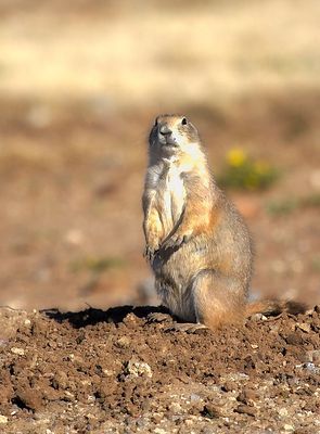 Black-tailed Prairie Dog