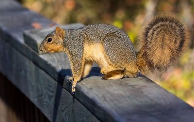 Eastern Fox Squirrel