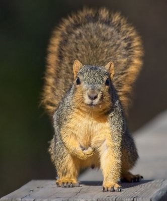 Eastern Fox Squirrel