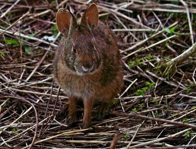 Marsh Rabbit