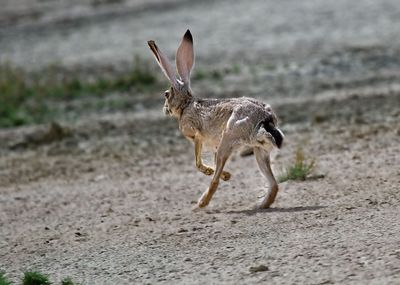Rabbits & Hares