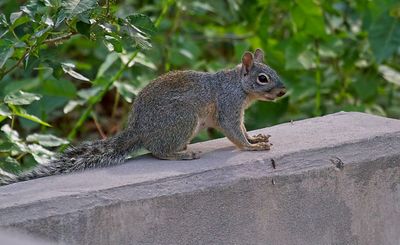 Arizona Gray Squirrel