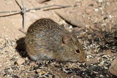 Rodents