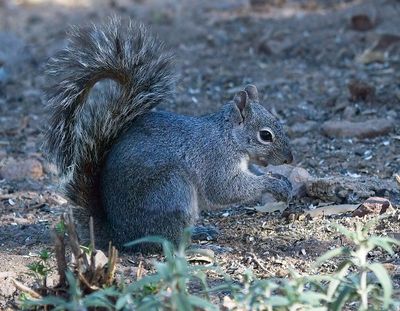 Arizona Gray Squirrel