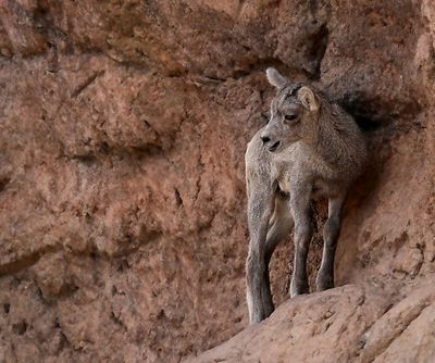 Bighorn Sheep