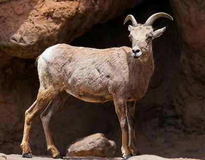 Bighorn Sheep